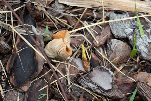 Close-up of fresh brown mushroom 