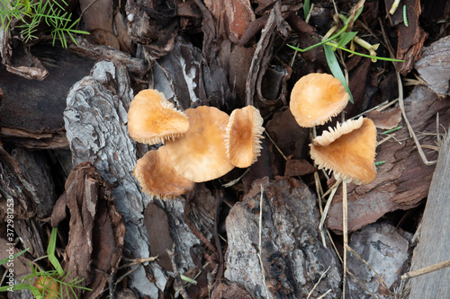 Close-up of fresh brown mushroom grown after rain