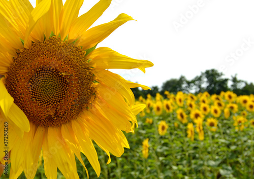 Bright yellow sunflowers in field.