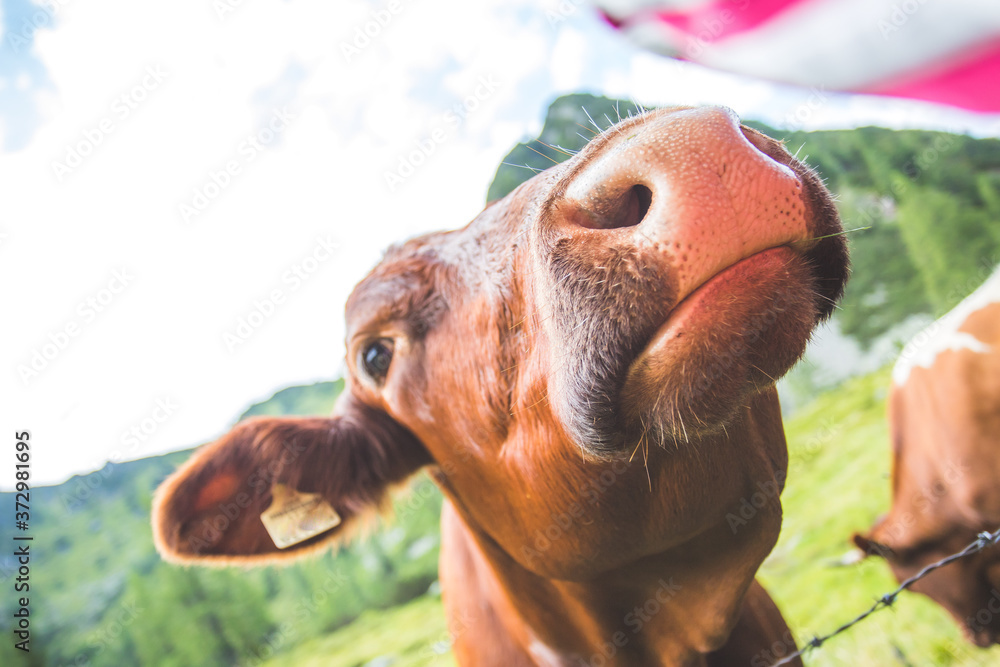 Wide angle of curious Brown cow in the alpine meadow Wide angle of curious Brown cow in the alpine meadow