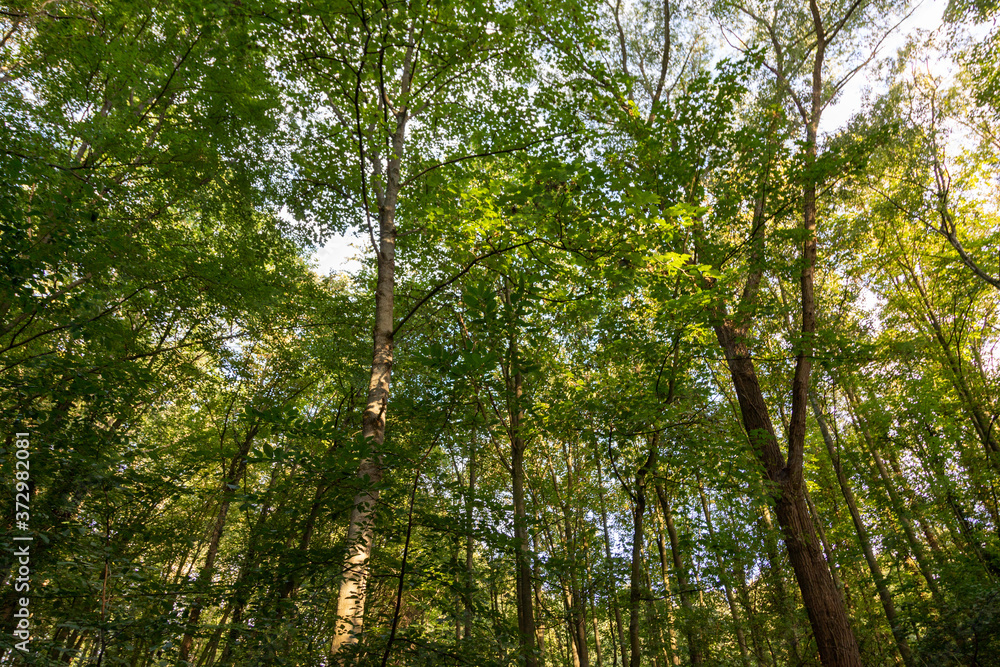 Obraz premium low angle view into treetops with blue sky in the background