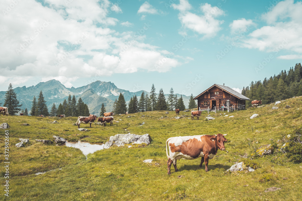 Fototapeta premium Idyllic mountain landscape in the alps: Mountain chalet, cows, meadows and blue sky