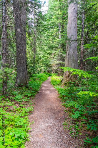 Path through large cedar trees