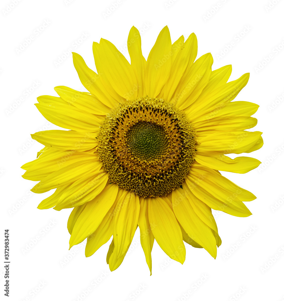 Fototapeta premium Kwiat słonecznika na białym tle