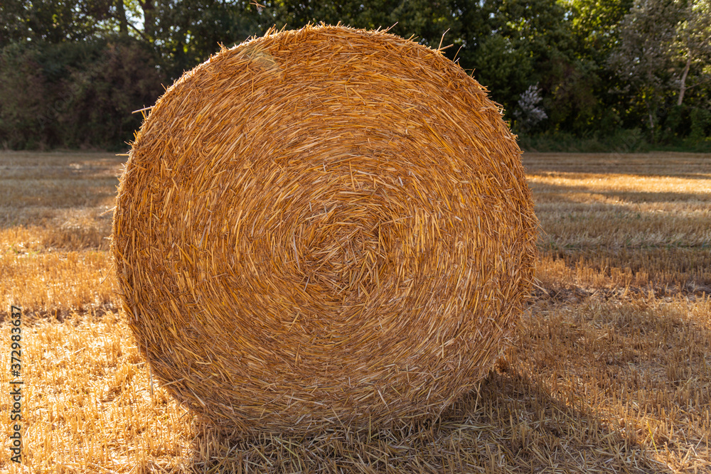 straw bales on an agricultural field background straw bales on an agricultural field background