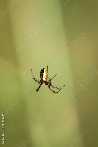EIne Spinne sitzt in ihrem Netz und wartet auf Beute.