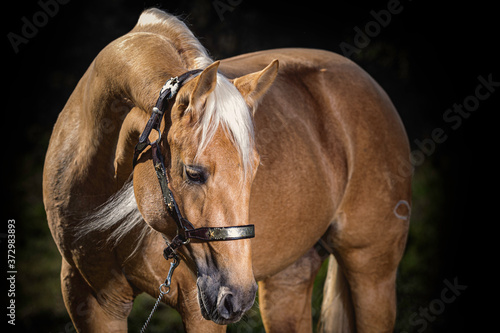 Cavalo quarto de milha baio amarilho, palomino