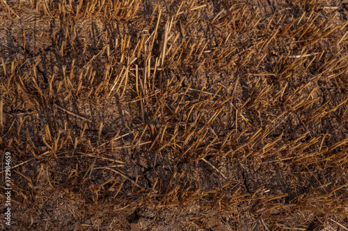 wheat stubble on an agricultural field