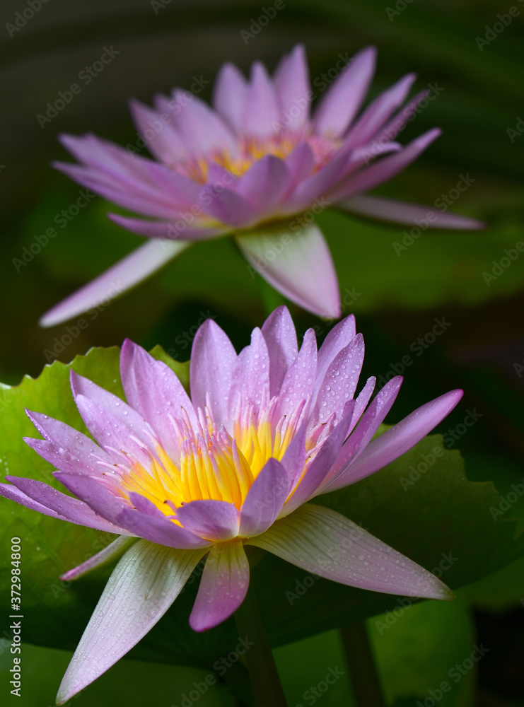 Purple lotus, yellow stamens blooming in the pond is beautiful natural. Purple lotus, yellow stamens blooming in the pond is beautiful natural.