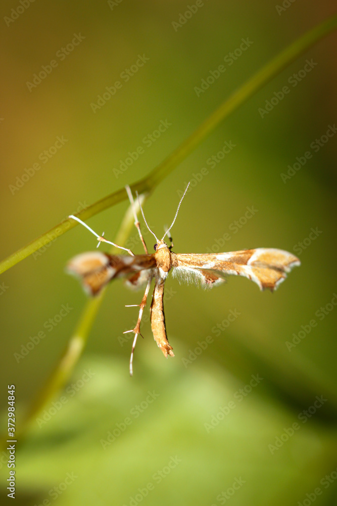 Fototapeta premium Nahaufnahme eines Falterähnlichen Insektes an einer Pflanze.