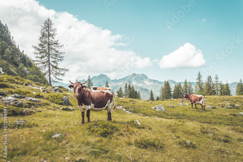 Idyllic mountain landscape in the alps  Mountain chalet  cows  meadows and blue sky