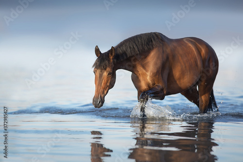 Bay stallion walk in sea water