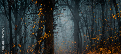 Fototapeta Naklejka Na Ścianę i Meble -  Mysterious fall forest. Footpath in the beautiful, dark, fairy, foggy, autumn, mysterious forest, among high trees with yellow leaves.