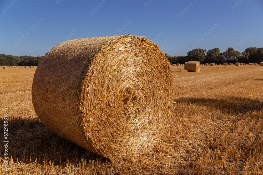 straw bales on an agricultural field background - obrazy, fototapety, plakaty 