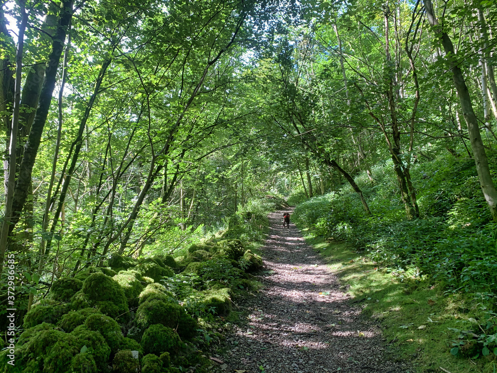 Fototapeta premium Dog walking hiking through woods and forests 