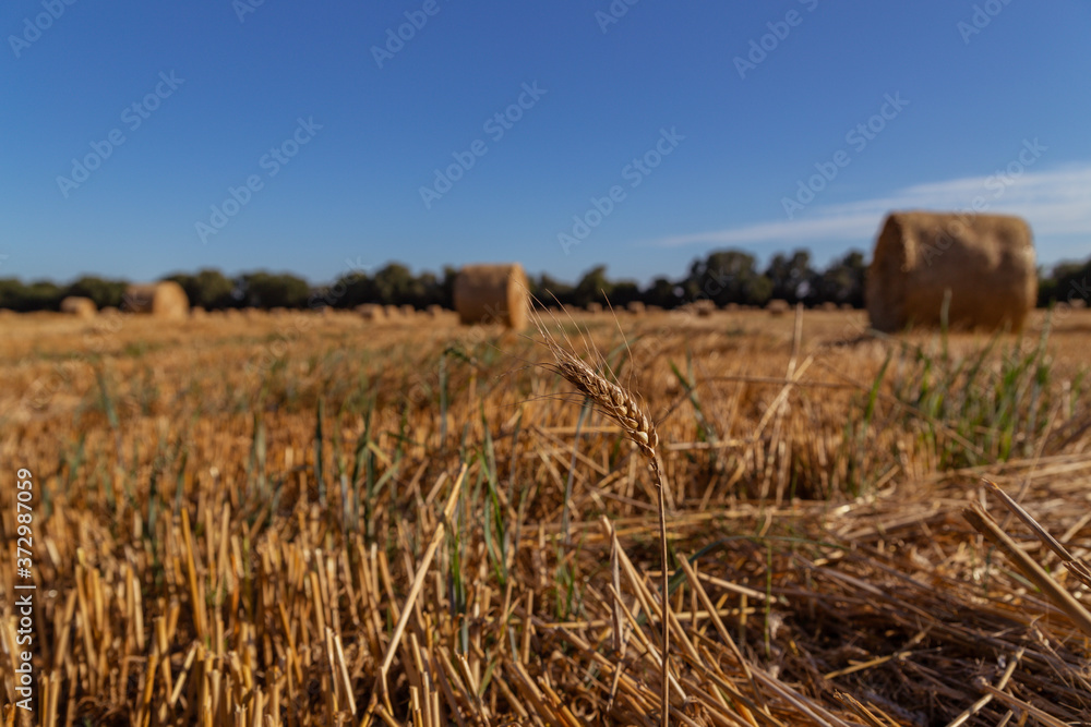 Fototapeta premium spikelet of wheat on a background of an agricultural field with bales of straw