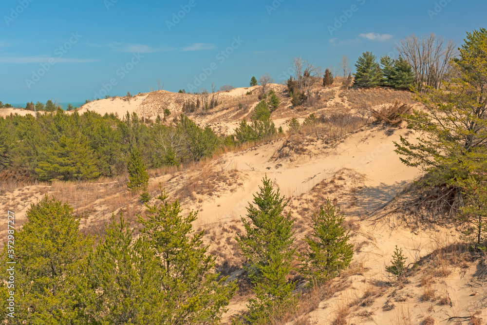 Plant Sucession on a Sand Dune