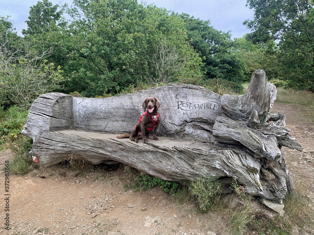 Dog sat on tree trunk bench with intricate carving quote Dog sat on tree trunk bench with intricate carving quote