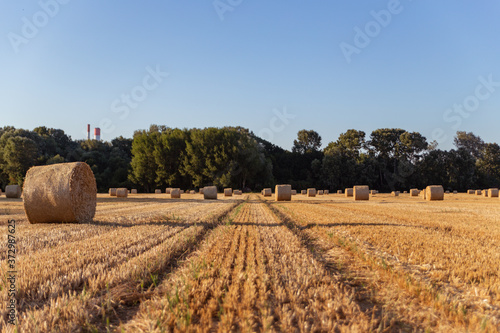 bales of straw on a freshly mowed field, yellow field, blue sky