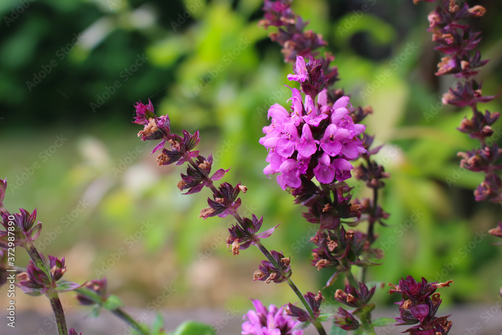 Blooming sage in the garden during springtime Blooming sage in the garden during springtime