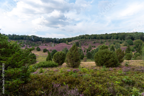 a panorama of the L  neburg Heath