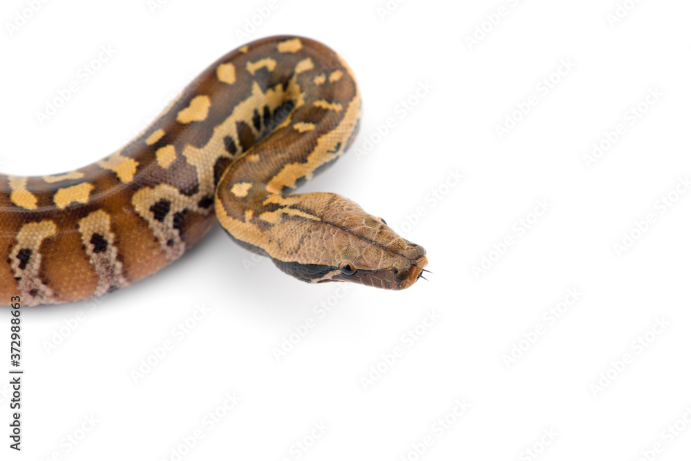Sumatran Short Tail Python isolated on white background Sumatran Short Tail Python isolated on white background
