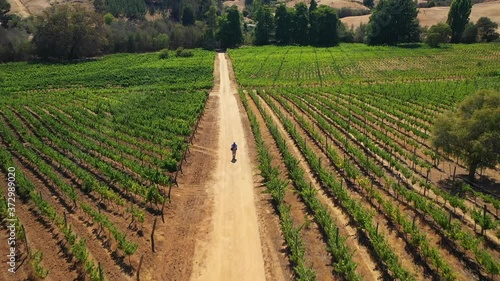 AERIAL: VINEYARDS of the coast of colchagua valley chile in summer seen from drone paredones with people hike trek photo