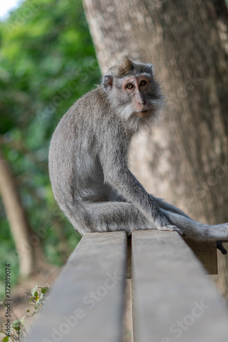 Bali Monkeys at monkey forest © Abdulrhman