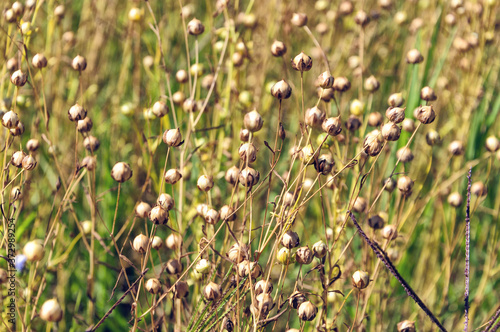 Flaxseed boxes close-up on a summer field.