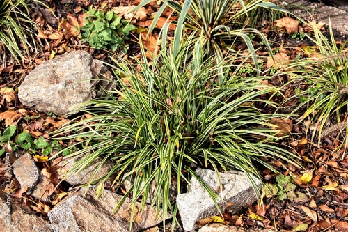 View of Mondo Grass, also called dwarf lily stone, fountain plant, and monkey grass, is a species of ophiopogon native to China, India, Japan, and Vietnam