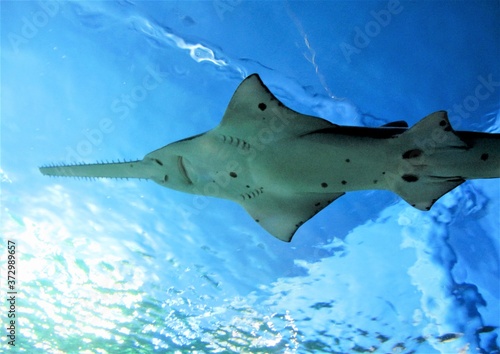 underwater shot of a sawing shark, Pristiophoridae