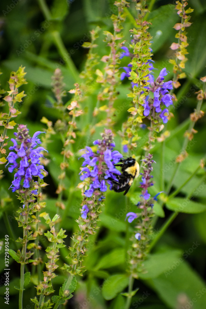 bee on flower bee on flower