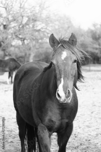 Rustic mare horse portrait outdoors.