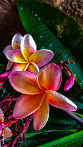 frangipani plumeria flowers pink