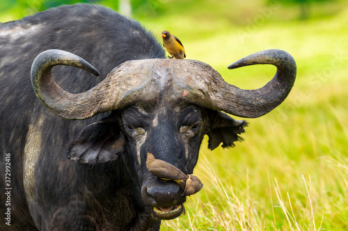 The African cape buffalo being buffalocured by Ox-peckers