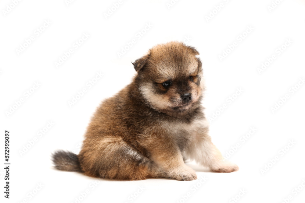 funny spitz puppy is sitting on white background