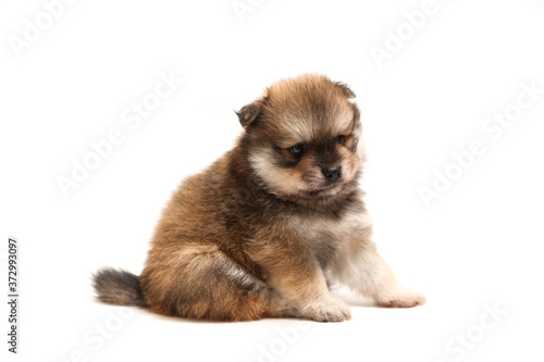 funny spitz puppy is sitting on white background