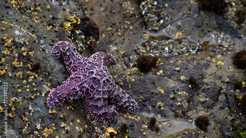 Tidepooling Purple Starfish at Rialto Beach in Olympic National Park on Washington Coast