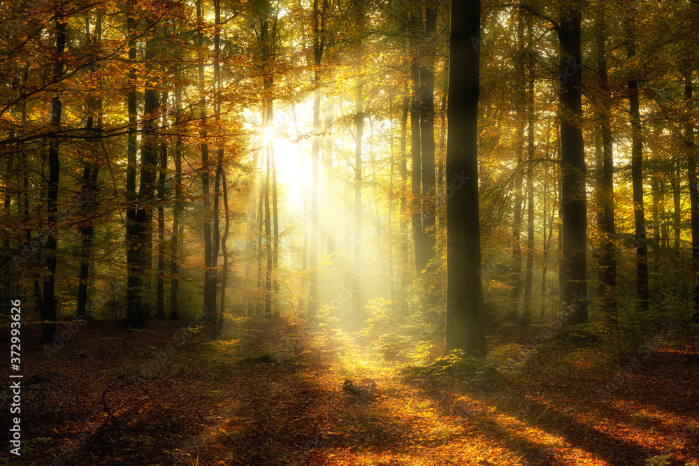 Fototapeta premium Beautiful morning in misty autumn forest