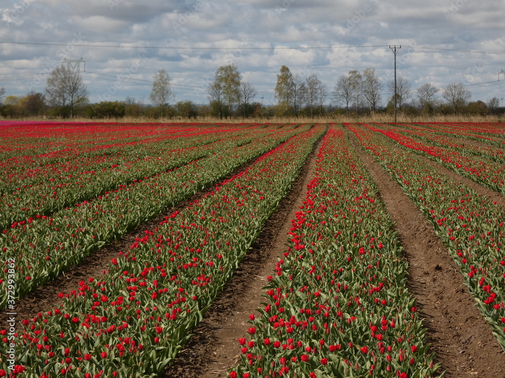 Carpet of red tulips in bloom on tulip field, Trzcinisko, Poland