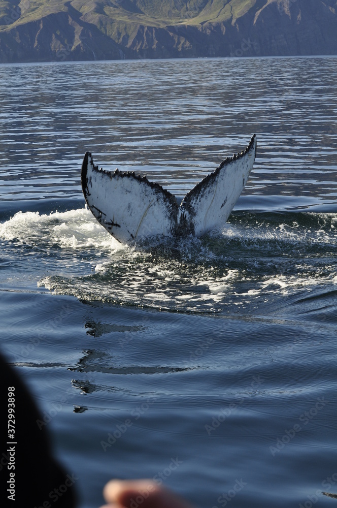 Fototapeta premium Island_Whale Watching 01