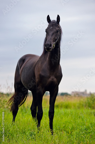 black colt posing in field at cloudy evening. sportive russian Orlov-Rostopchin breed.
