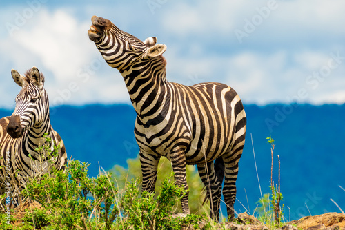 A ZEBRA S HIGH MOMENT