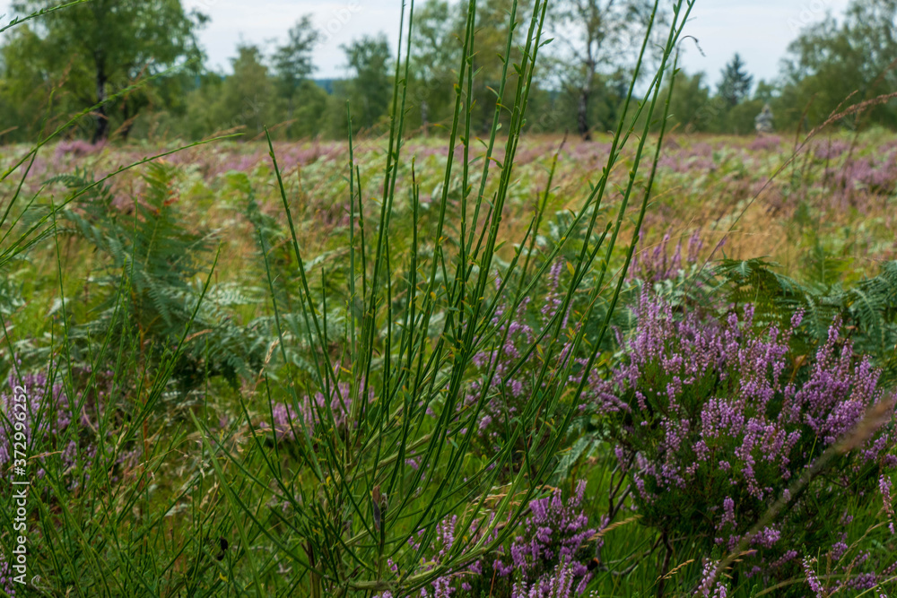 Heide und Moor Landschaft Struffelt zwischen Roetgen und Rott Heide und Moor Landschaft Struffelt zwischen Roetgen und Rott