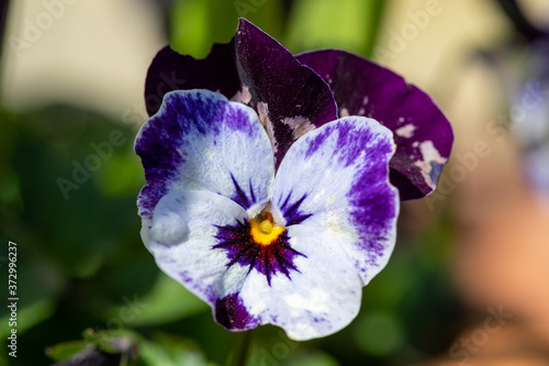 Close up of a purple and white pansiy in bloom photo