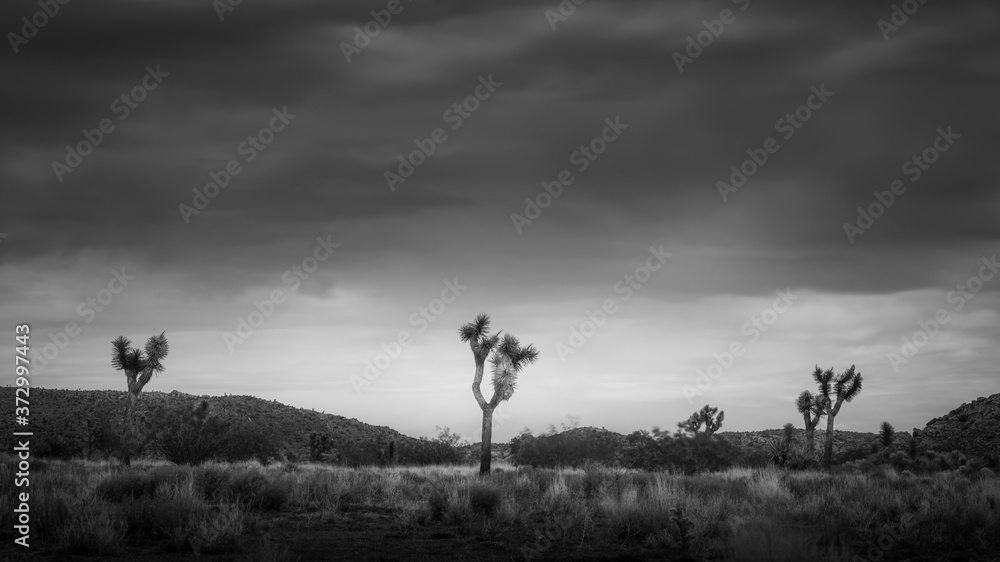 Joshua Trees in the desert under a dark, dramatic, stormy, cloudy sky with desert flora in the foreground in Joshua Tree National Park in California.