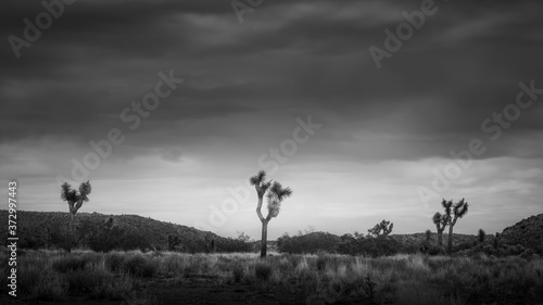 Joshua Trees in the desert under a dark, dramatic, stormy, cloudy sky with desert flora in the foreground in Joshua Tree National Park in California.