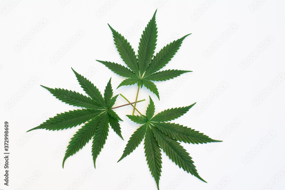 cannabis leaf background weed medicine alternative cannabis leaf background weed medicine alternative