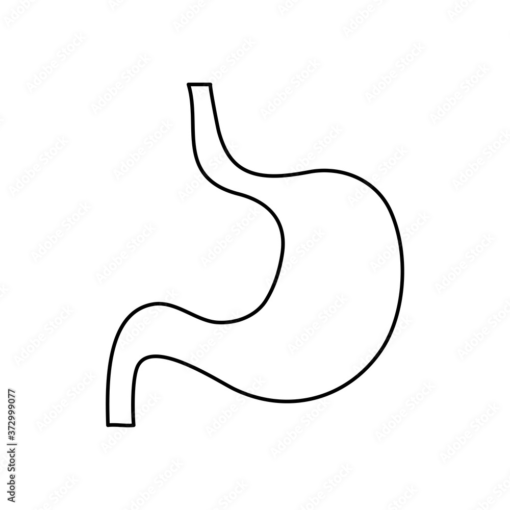 human body concept, stomach icon, line style