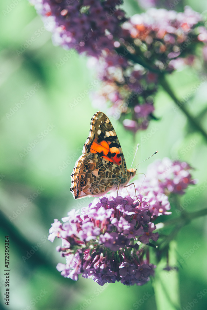 Side view of a beautiful Red admiral butterfly with closed wings on a purple butterfly bush, blurred background, insect photo, macro photography, close-up Side view of a beautiful Red admiral butterfly with closed wings on a purple butterfly bush, blurred background, insect photo, macro photography, close-up